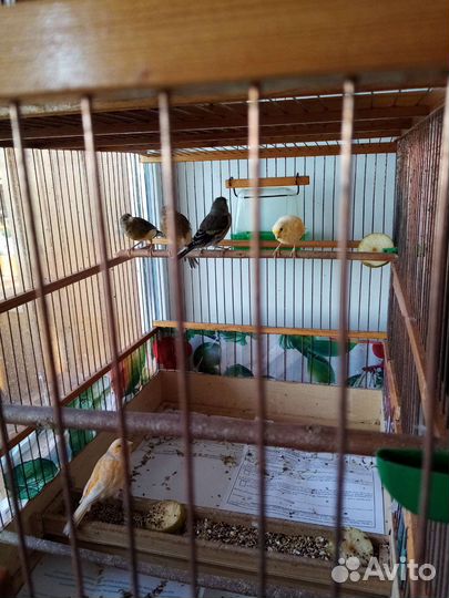 Кенар и канарейки