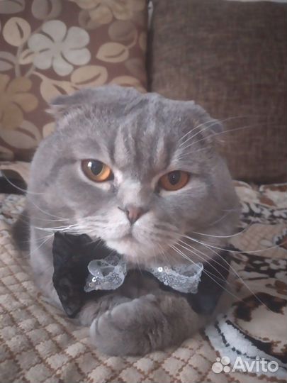 Шотландский кот вязка