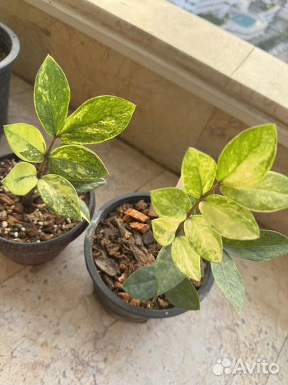 Замиокулькас Шорт Лив вариегатный