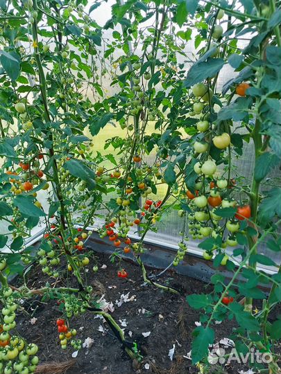 Помидоры свежие домашние