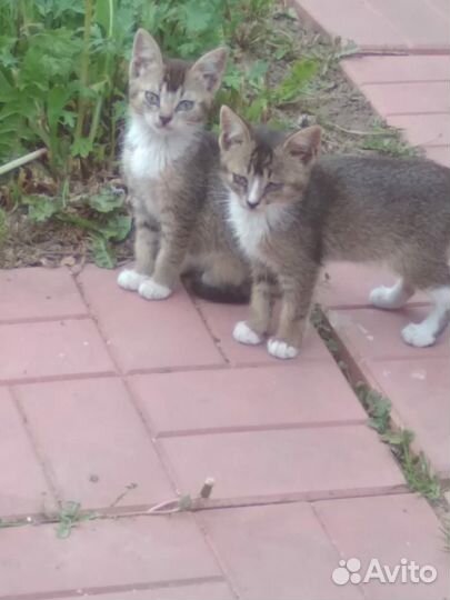 Кошка в дар бесплатно