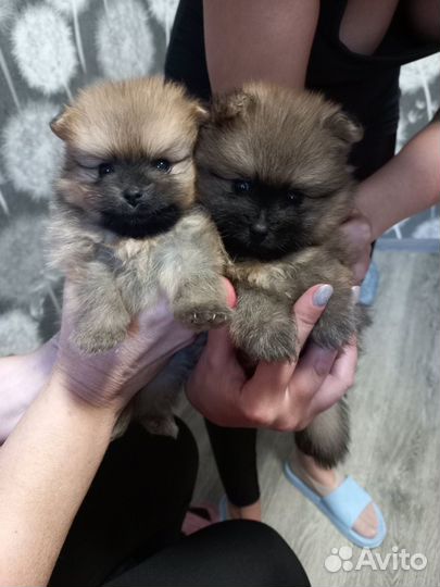 Щенки шпица