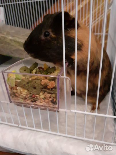 Передержка домашних животных