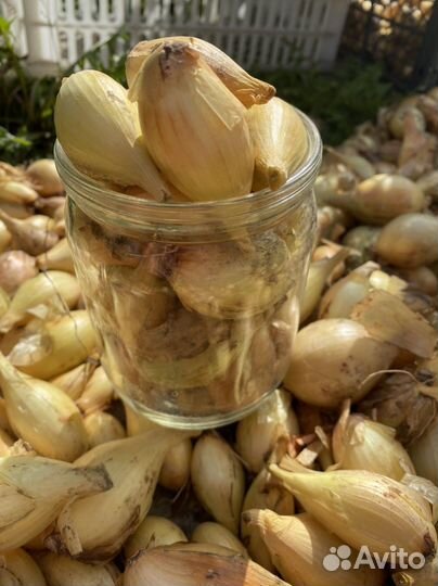 Лук семейный