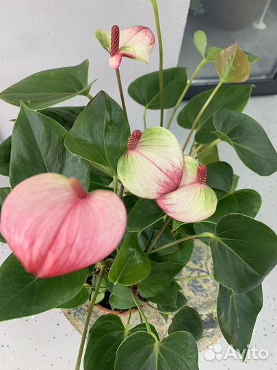 Антуриум сортовые