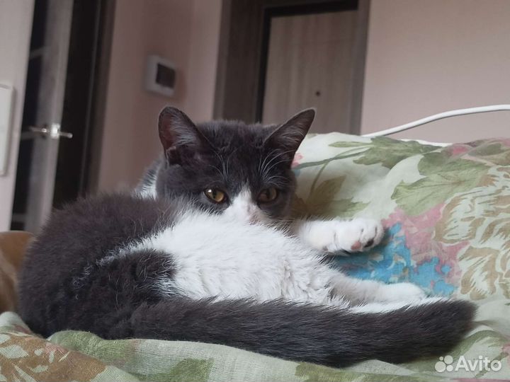 Кошка