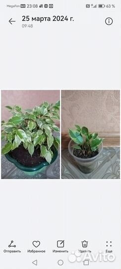 Антуриум красный, фикус Кинки