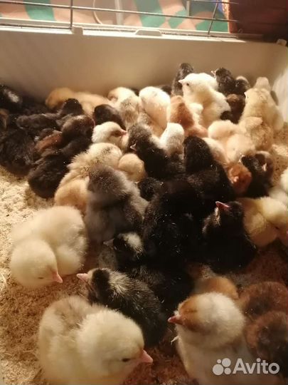 Цыплята