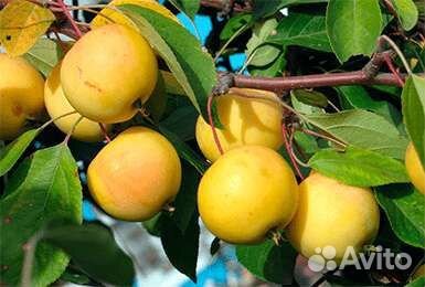 Саженцы яблони полукультурки