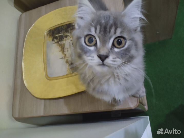 Котенок мальчик серый