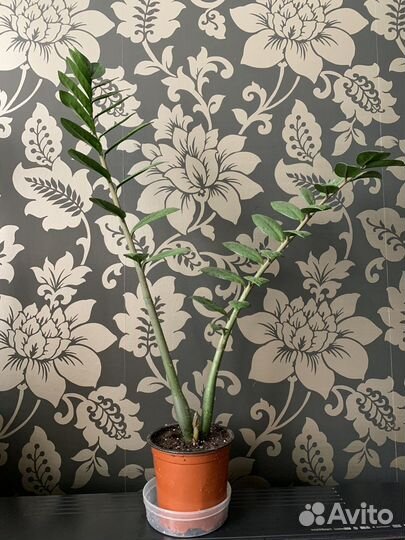 Замиокулькас