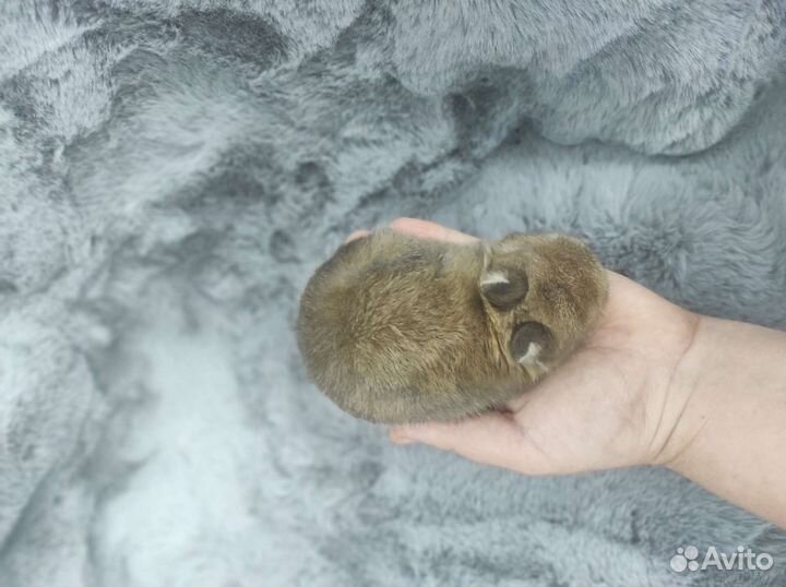 Мини кролик с родословной