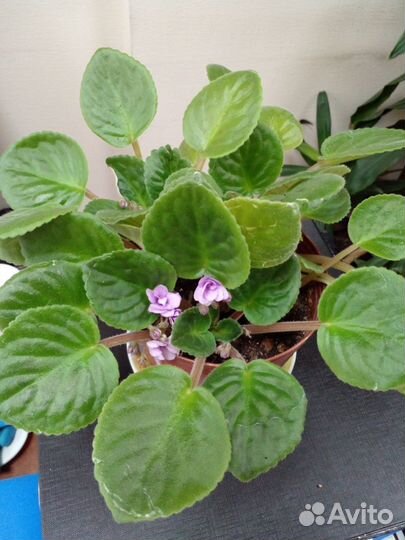 Фиалки, отростки