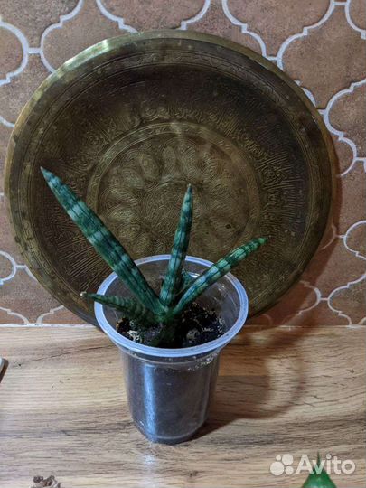 Сансивьерии