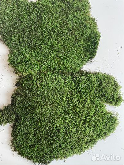Стабилизированный Мох Плоский (Пластовой) Зелёный