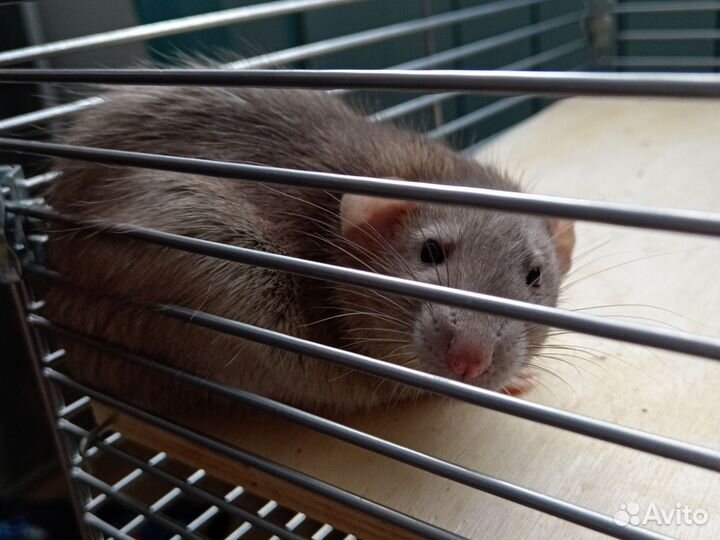Клетка для грызунов