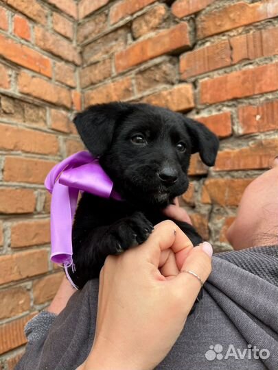 Собака в добрые руки щенок