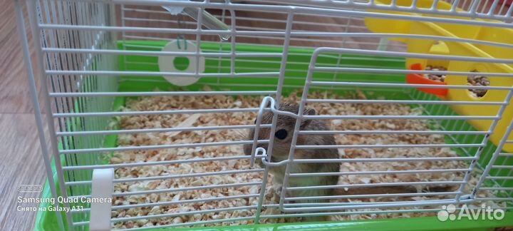 Мышь песчанка