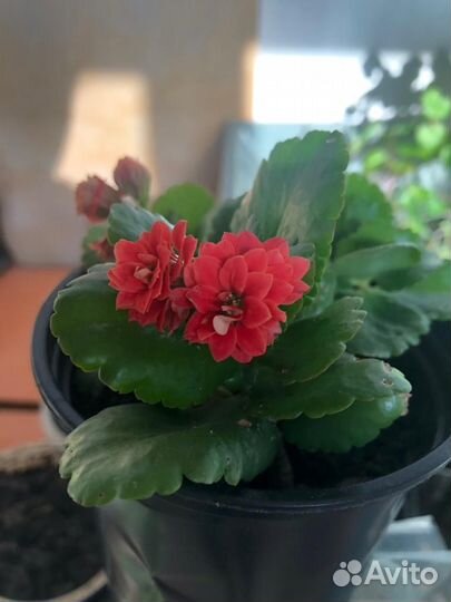 Красивая Крассула Каланхое Бегония Фиалка