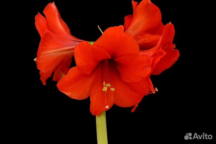 Амариллис ярко красный