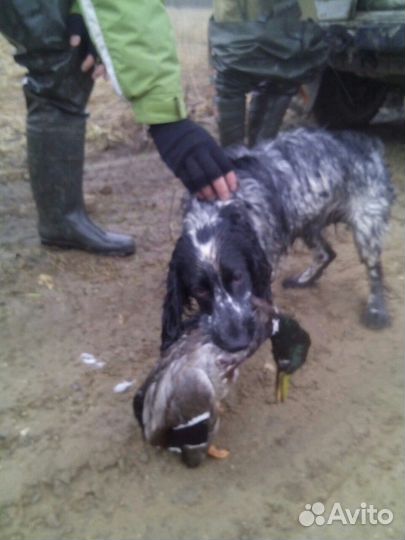 Вязка, спаниель охотник