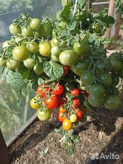 Рассада горшечных томатов