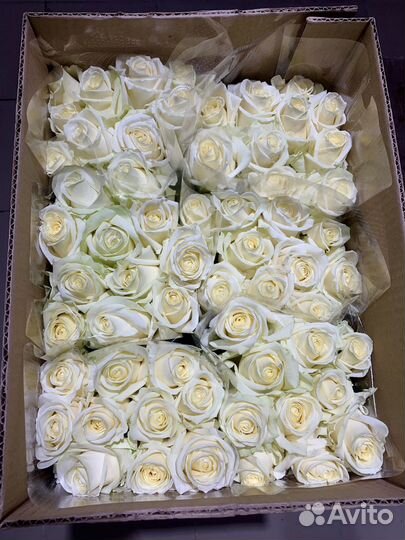 Розы оптом