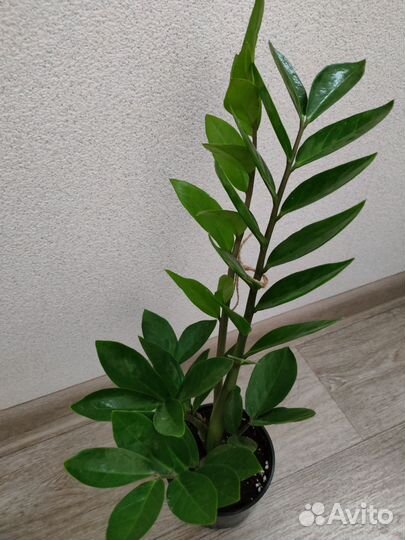 Замиокулькасы