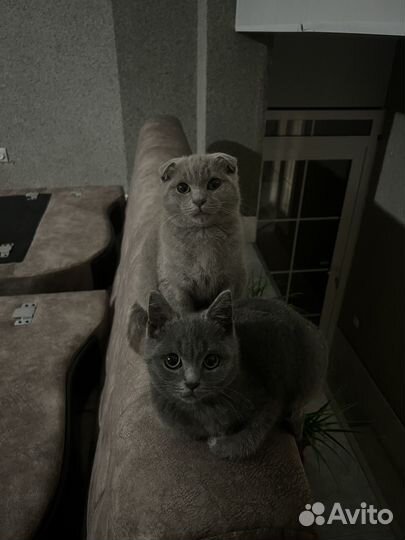 Котенок
