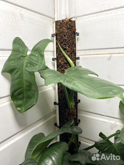 Опоры для растений