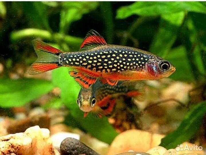 Аквариумные рыбки Микрорасбор галактика