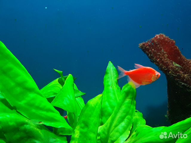 Продам аквариум