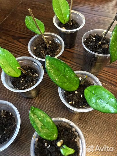 Хойя Финлайсони Hoya Finlaysonii растения цветы