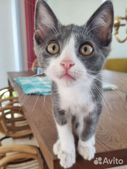 Котенок в добрые руки