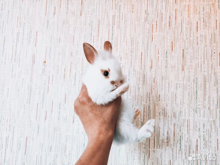Мини карликовый кролик