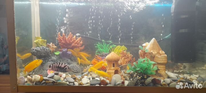 Аквариум с рыбками
