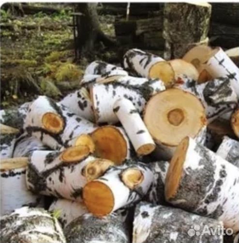 Пеньки березовые сухие