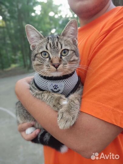 Котёнок в добрые руки