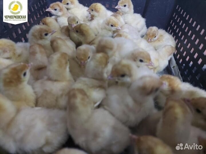 Индюшата суточные Биг 6