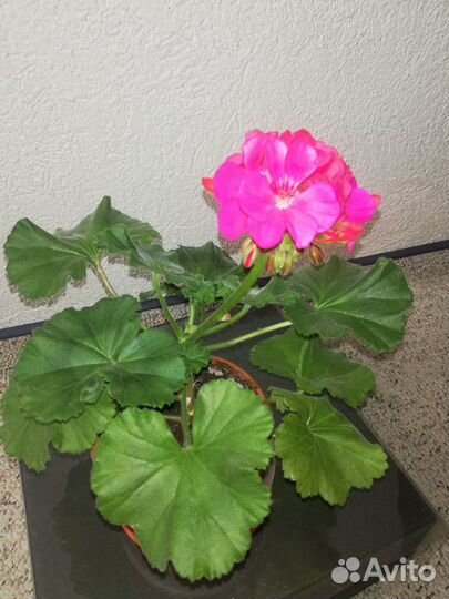 Пеларгонии