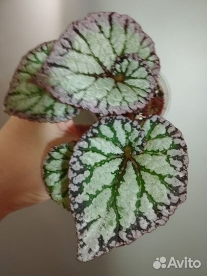 Бегония детки