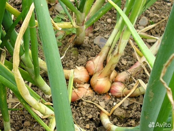 Семенной лук шалот