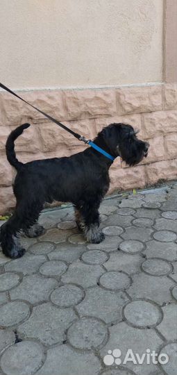 Цвергшнауцер