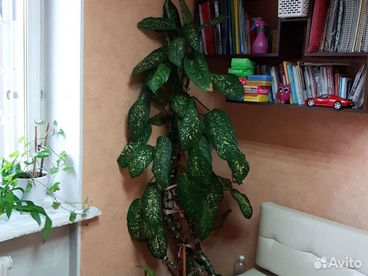 Диффенбахия