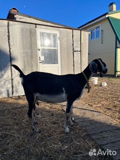 Козы дойные и козел на племя