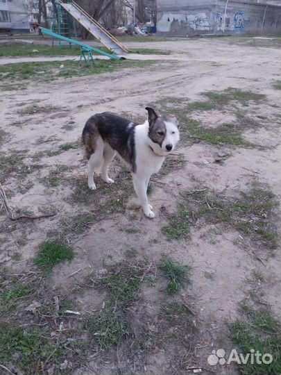 Собака в добрые руки -помесь Хаски