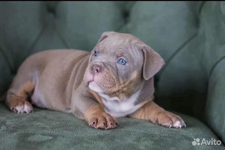 Щенок Американский булли Стандарт,Классик