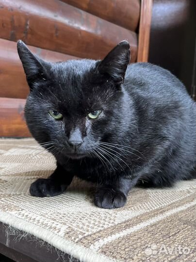 Черный кот в добрые руки