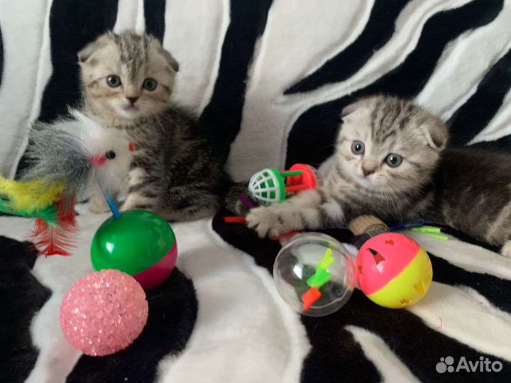 Вислоухие котята