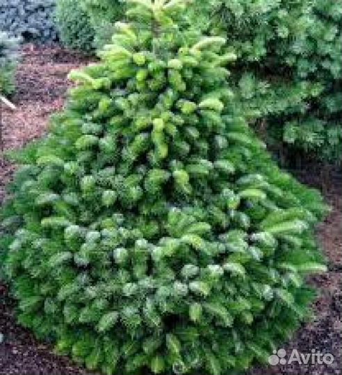 Пихта Нордмана